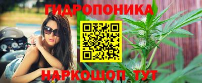 индика Новозыбков